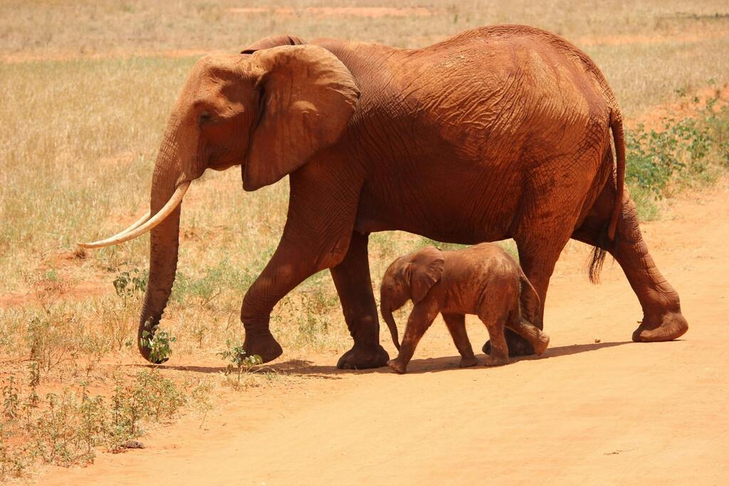 Mole national Park, Mother with baby elephant